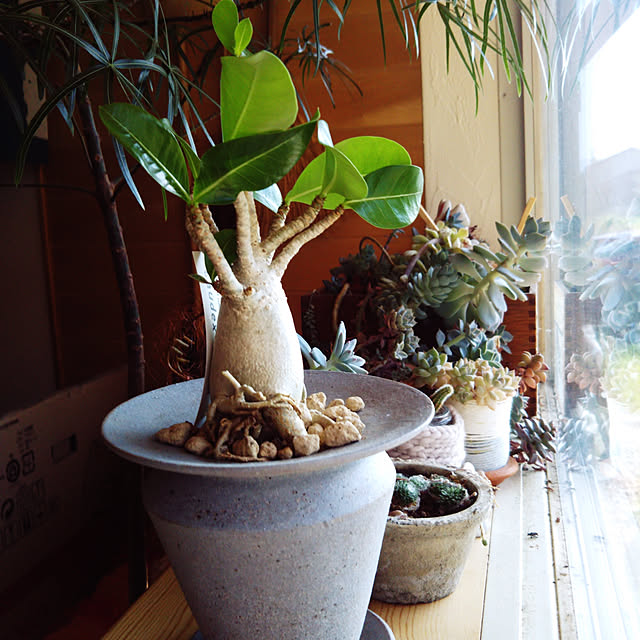t.yumiさんの実例写真
