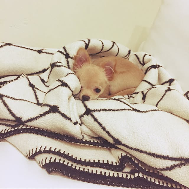 mihaaさんの実例写真