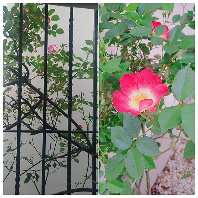 magnoliaさんの実例写真