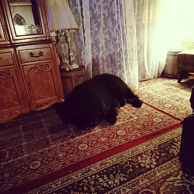 Yosikoさんの実例写真