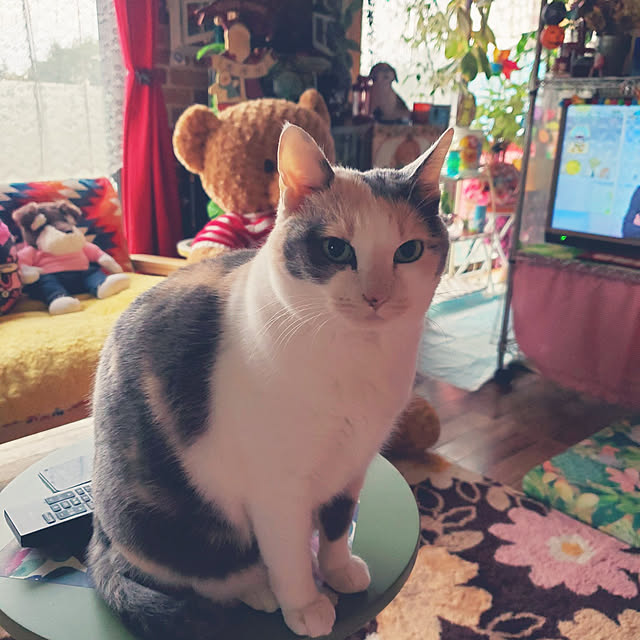 kumutanさんの実例写真