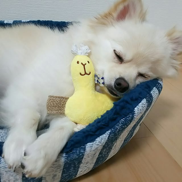 yuki15さんの実例写真