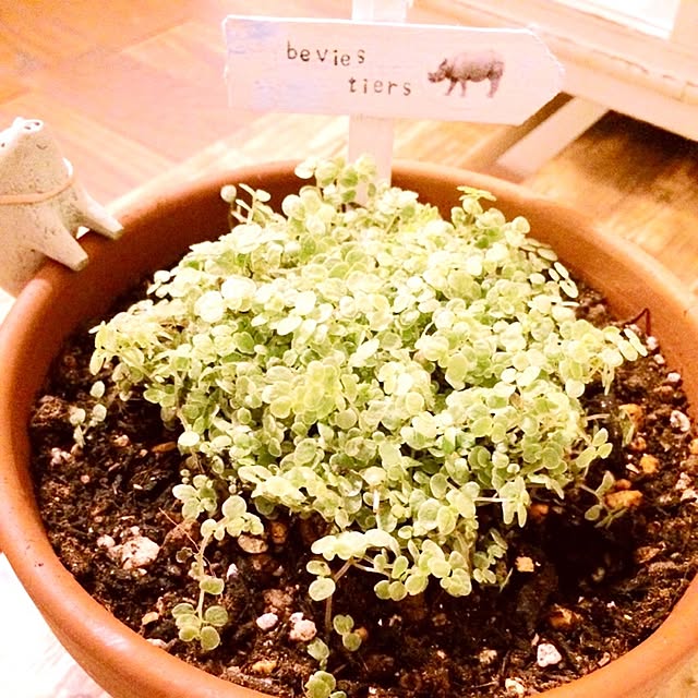 mininyuさんの実例写真