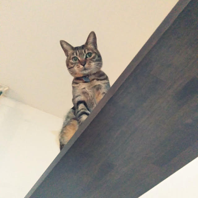 futukoさんの実例写真