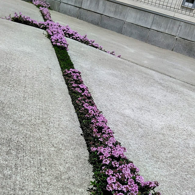 cimayaさんの実例写真