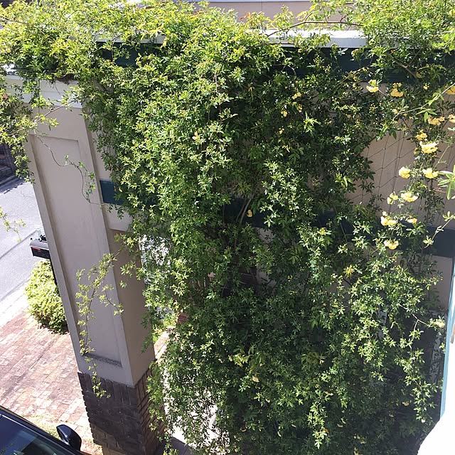 Mikaさんの実例写真