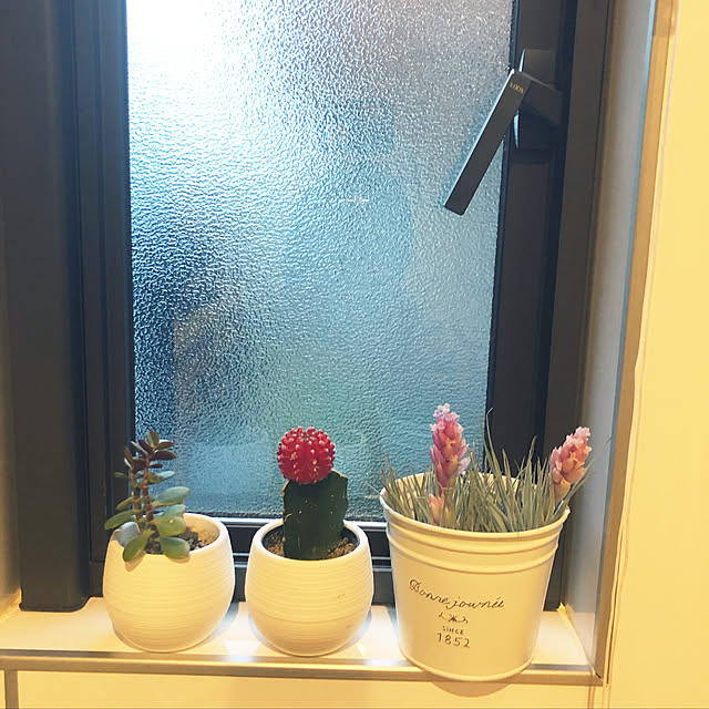観葉植物/無印良品/多肉植物/ねこのいる日常/キッチンのインテリア実例 - 2019-06-08 06:03:50
