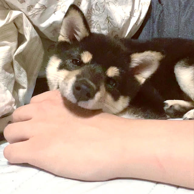 mo-nosukeさんの実例写真