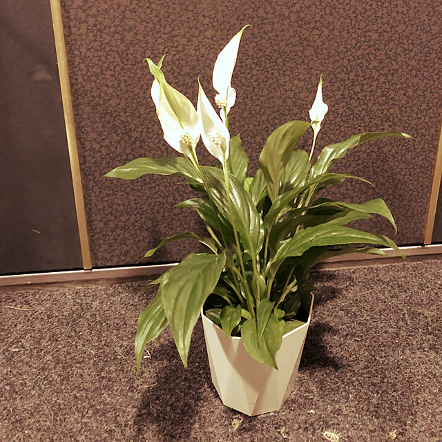 naworinさんの実例写真