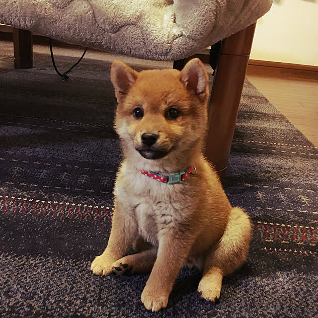 tanyuumoさんの実例写真