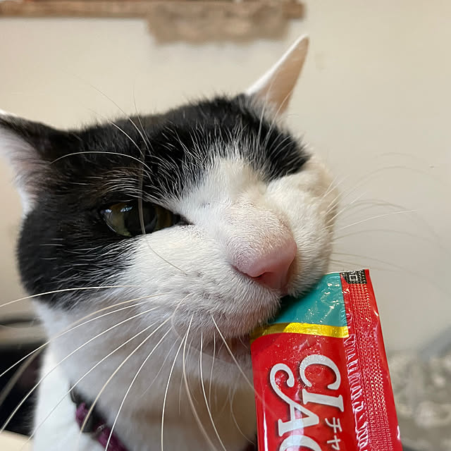 nekosamaさんの実例写真