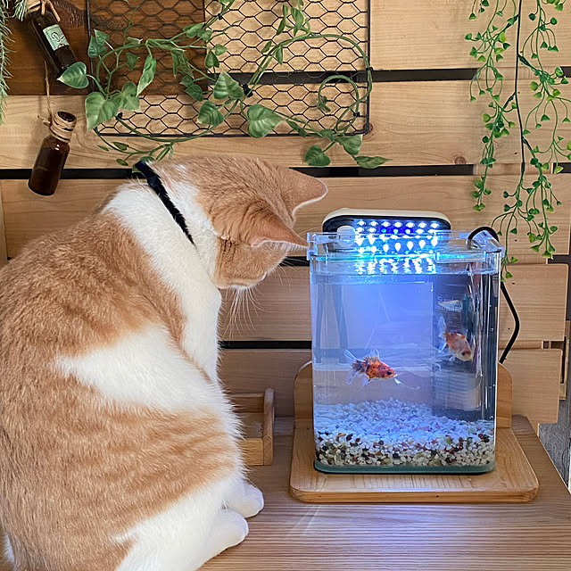 mintteaさんの実例写真