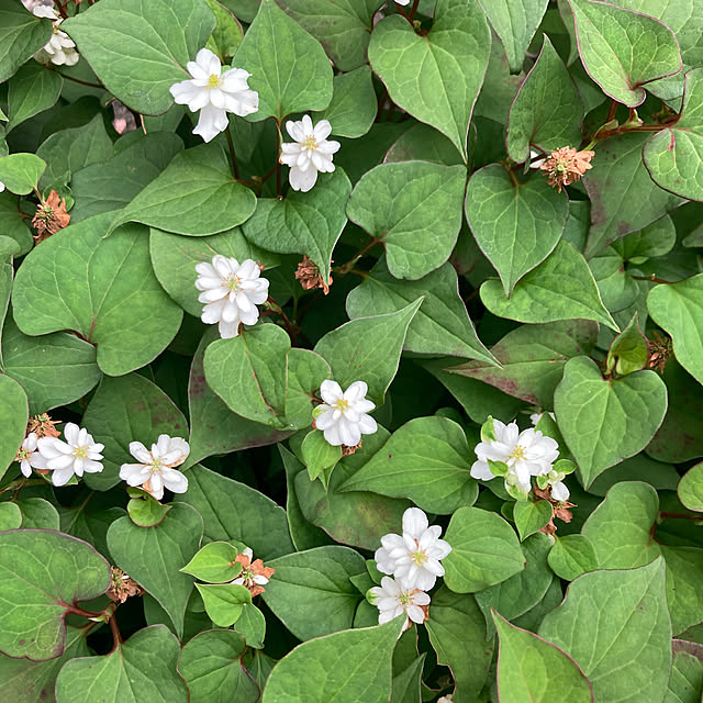 amiromikaさんの部屋