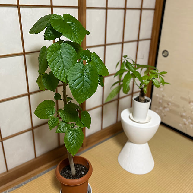 Attaさんの部屋