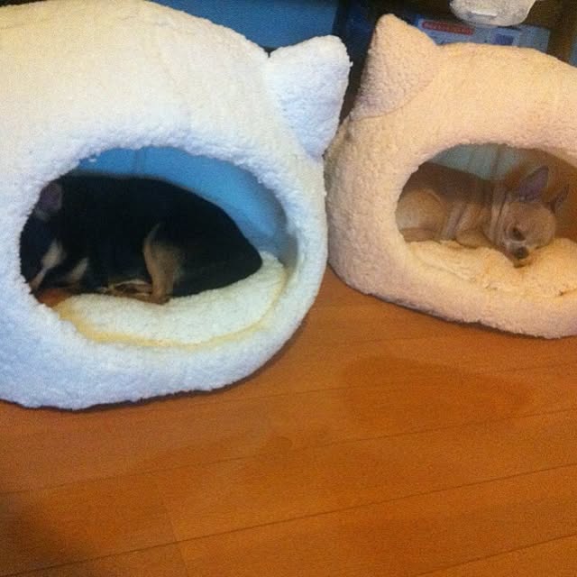 inusableさんの実例写真