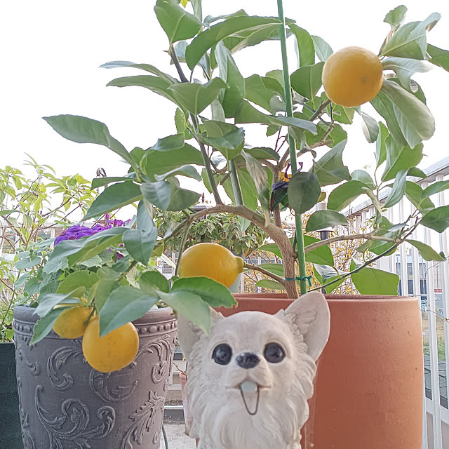 megさんの実例写真