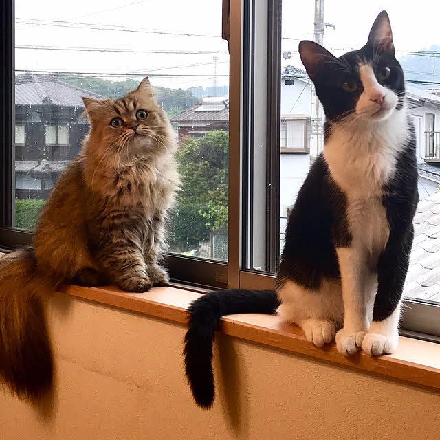 butachanさんの実例写真