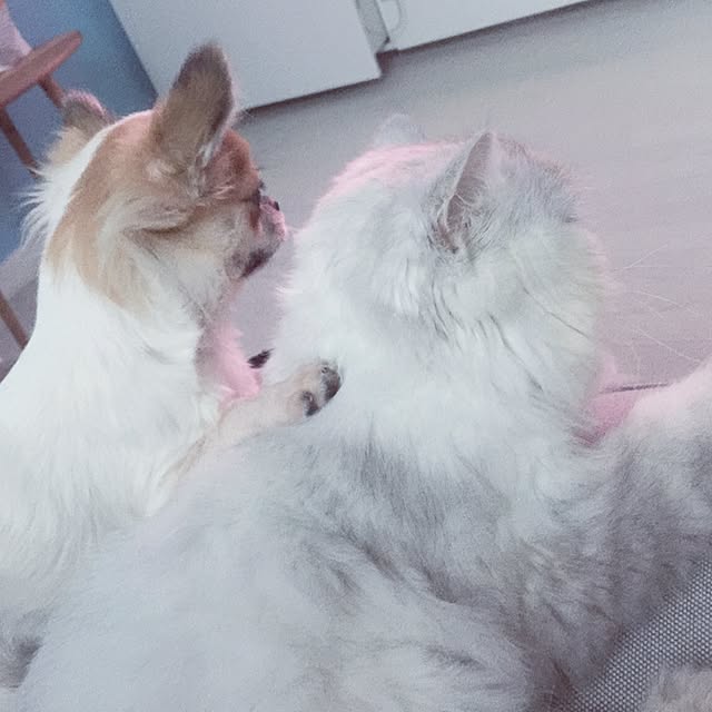 cocoさんの実例写真