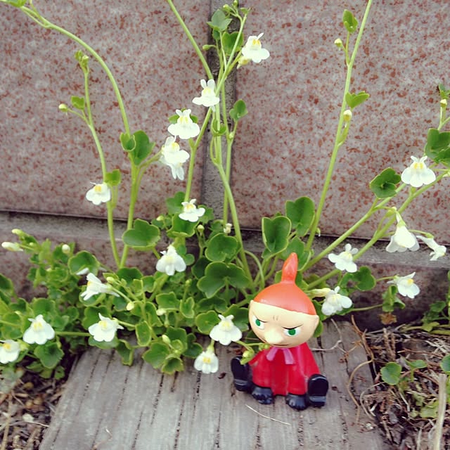 okeiさんの実例写真