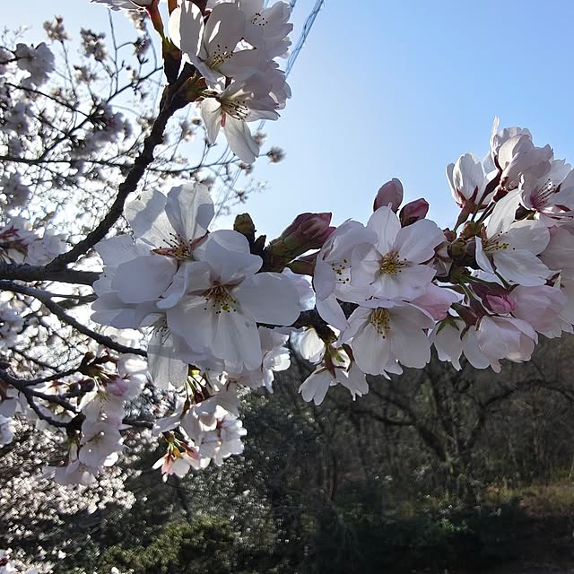 Rubiconさんの実例写真