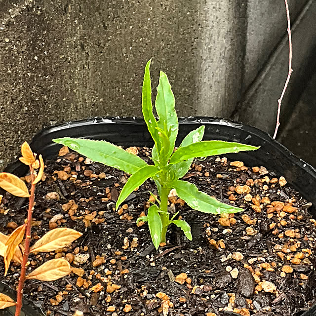 Vakiさんの実例写真