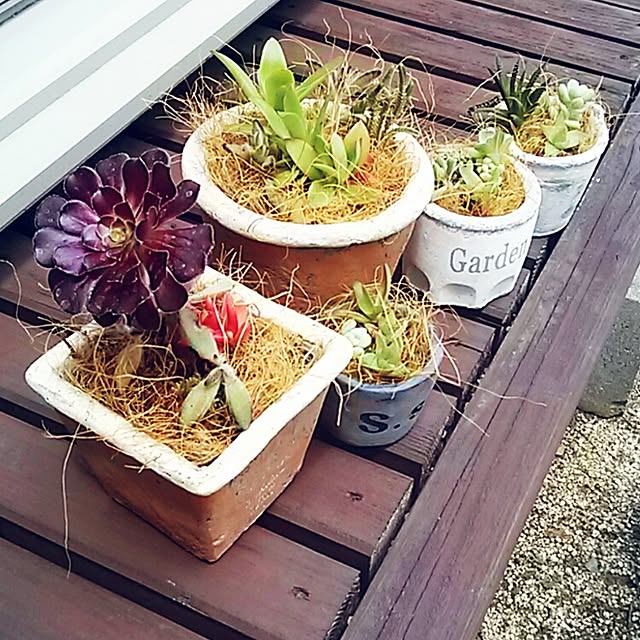 portulacaさんの実例写真