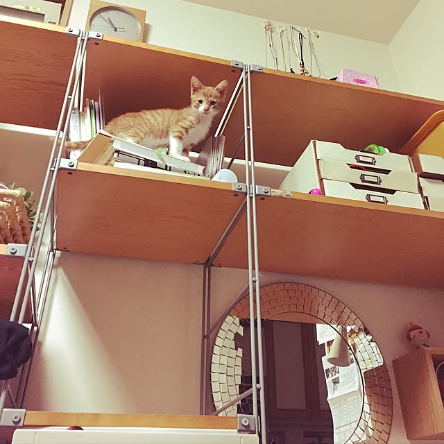 Hamuさんの実例写真