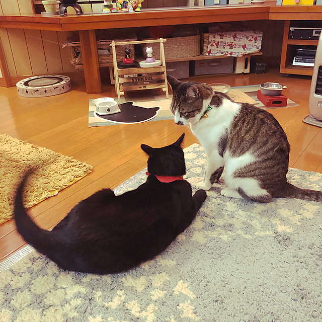 jijiさんの実例写真
