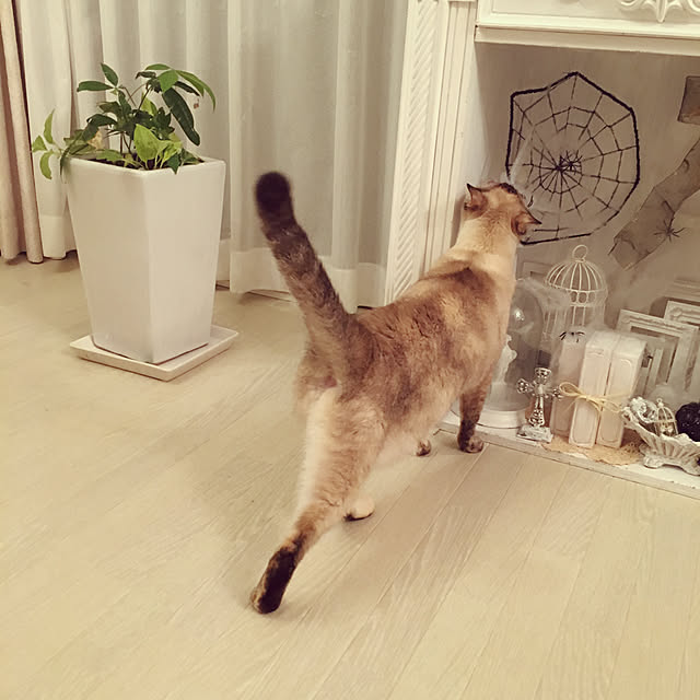noelさんの実例写真
