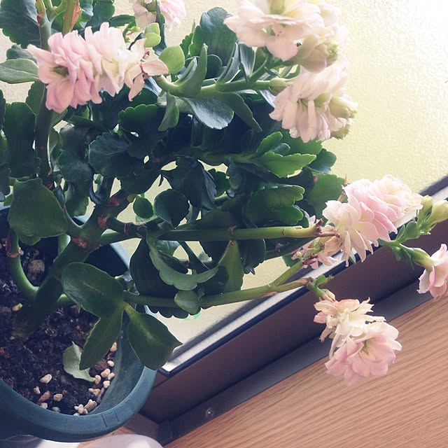 hikaruuさんの実例写真