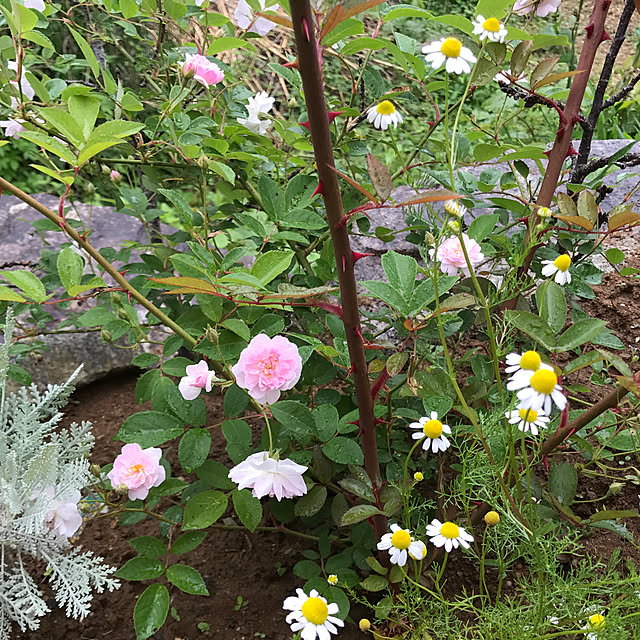 sakurasakuさんの実例写真