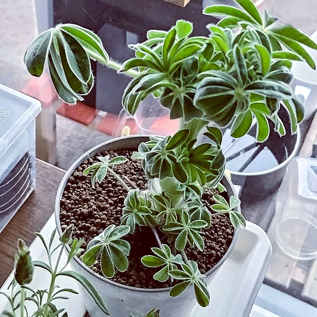 mi-saさんの部屋