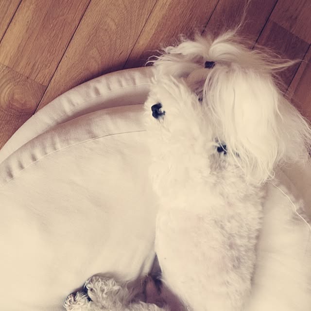 popiさんの実例写真