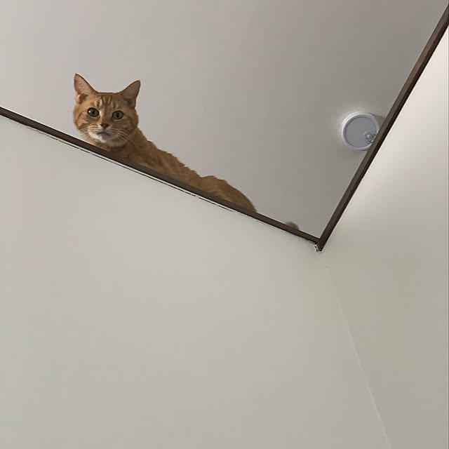 mikeume7さんの実例写真
