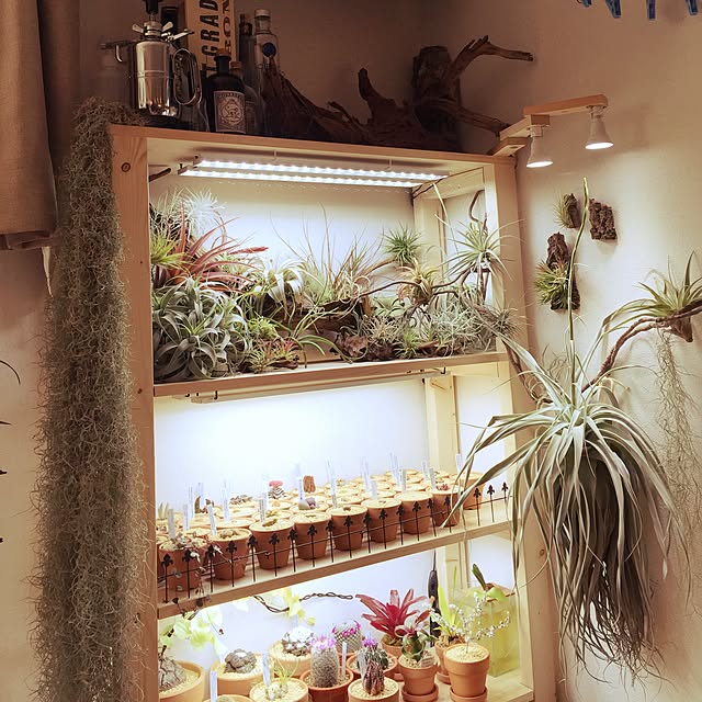 S-Tillandsiaさんの実例写真