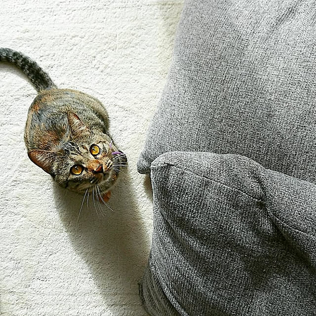 mamimamipockyさんの実例写真