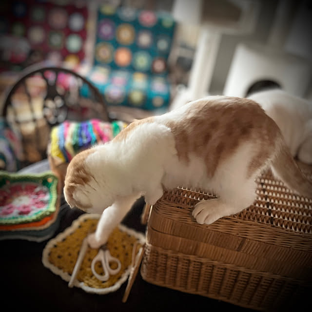 marusanさんの実例写真