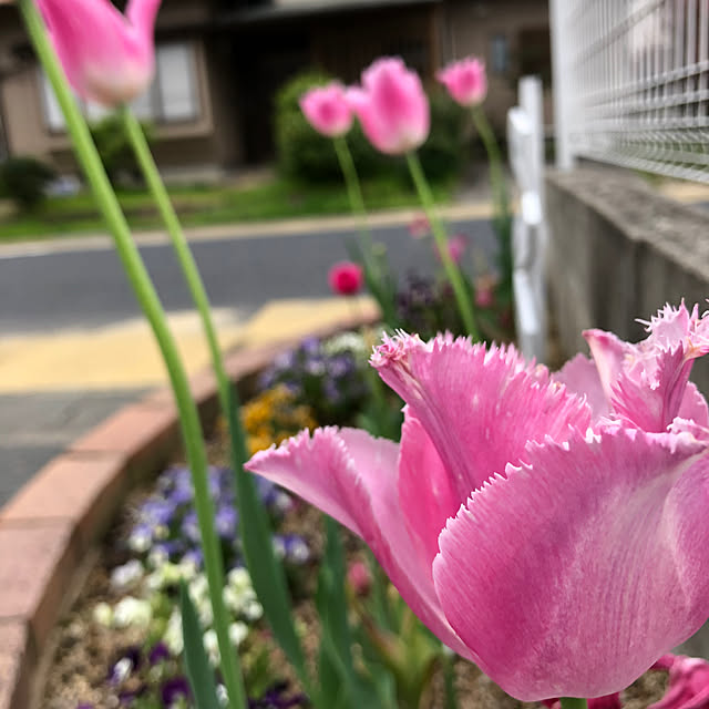 fuwalilyさんの実例写真