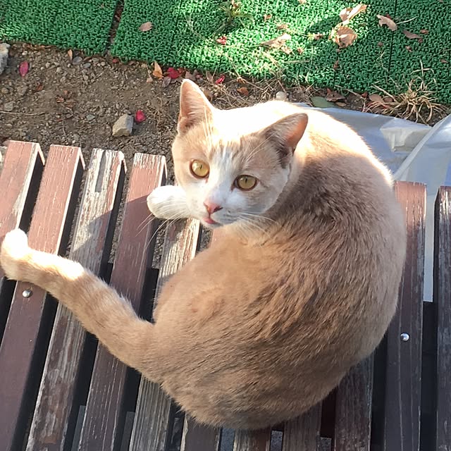 nyanyakoさんの実例写真
