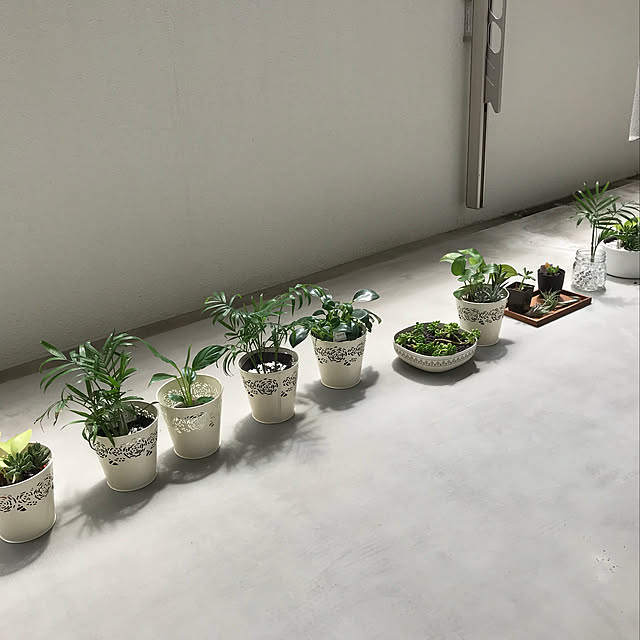 部屋全体/多肉植物/観葉植物/ダイソー/100均のインテリア実例 - 2018-09-05 06:29:40