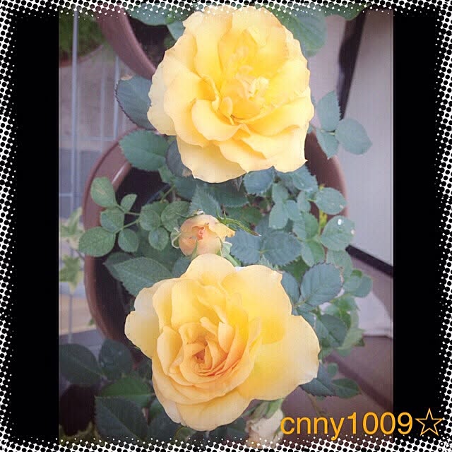 cnny1009さんの実例写真
