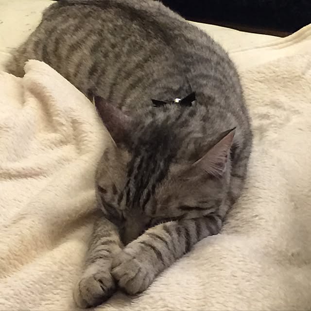 canal108yyさんの実例写真