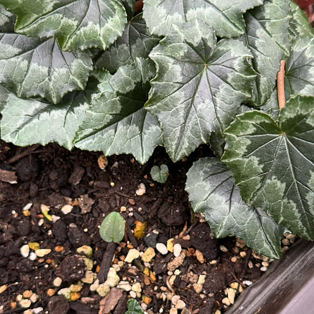 mamizaさんの実例写真