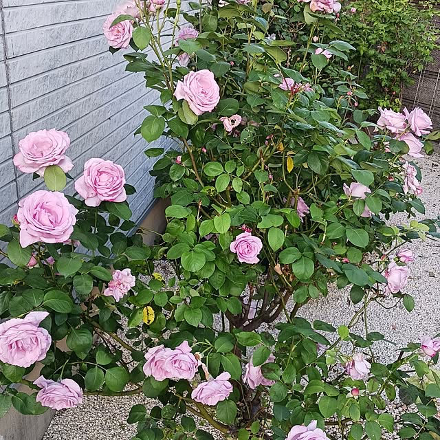 cyokoさんの実例写真