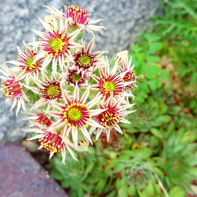 mamimamipockyさんの実例写真