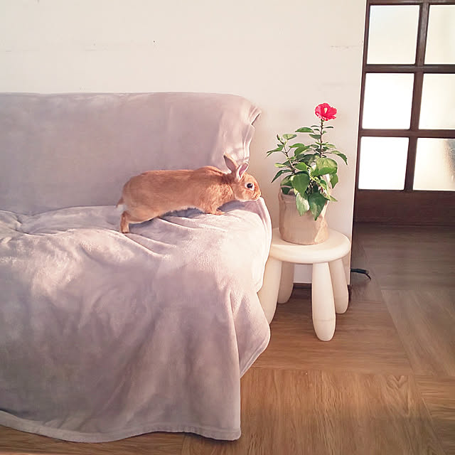 yumahaさんの実例写真