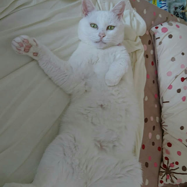 Sophie171922さんの実例写真
