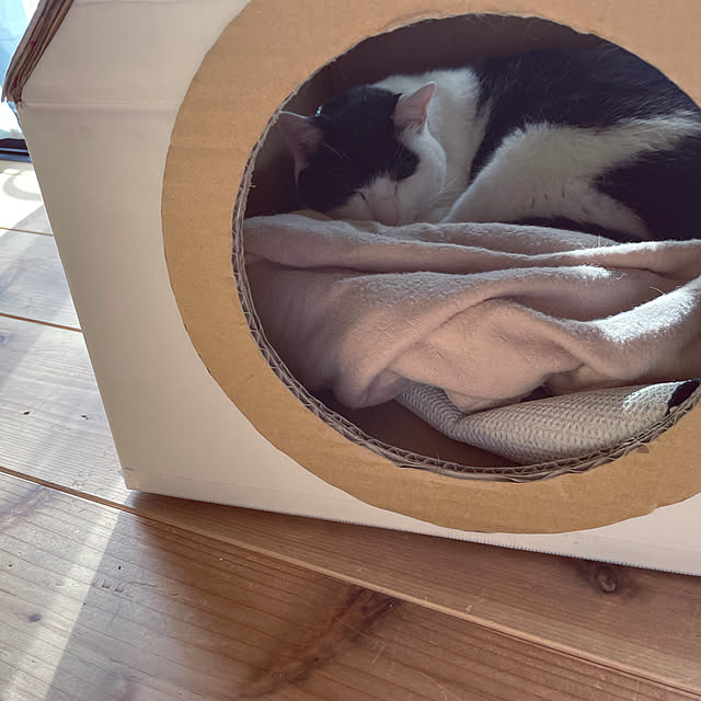 nekosamaさんの実例写真