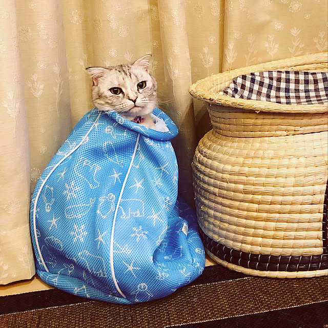 yokkochanさんの実例写真