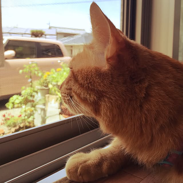 hugurouさんの実例写真